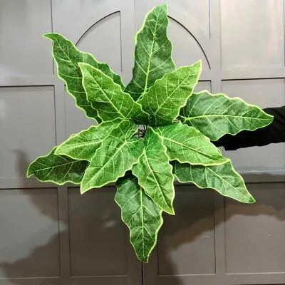 Yapay Fil Kulağı Bitkisi - Alocasia