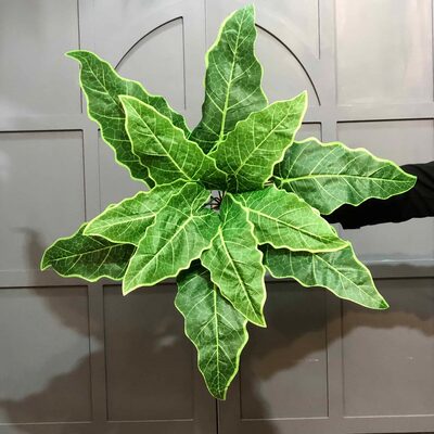 Yapay Fil Kulağı Bitkisi - Alocasia