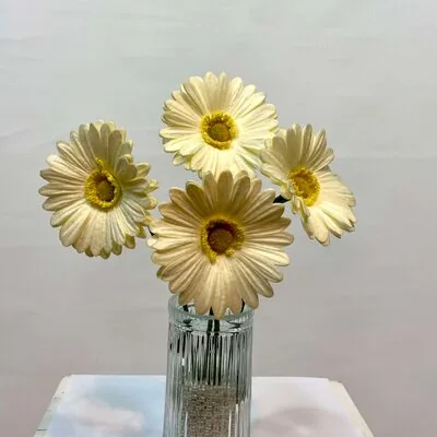 ıslak beyaz papatya