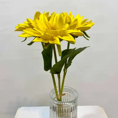 ıslak ayçiçek