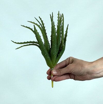 Yapay Aloe Vera Fanus Bitkileri - Yapay Çiçek