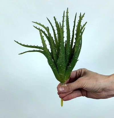 Yapay Aloe Vera Fanus Bitkileri - Yapay &Ccedil;i&ccedil;ek