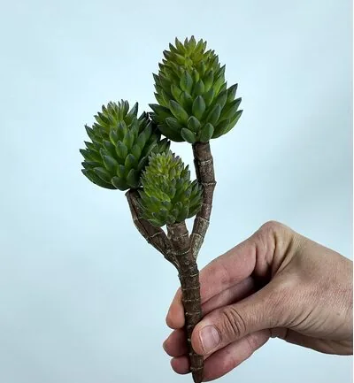 Crassula Tetragona Skulent