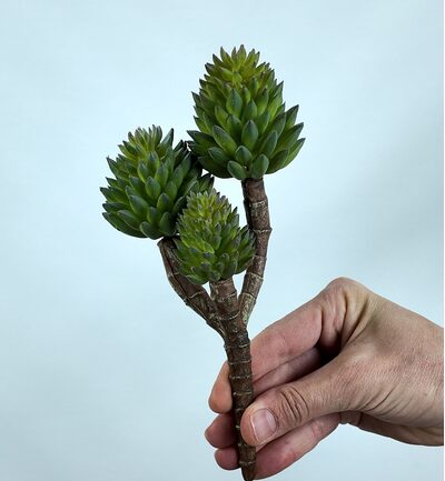 Crassula Tetragona Skulent