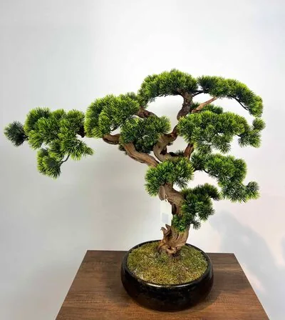 Yapay K&uuml;&ccedil;&uuml;k Bonsai Ağacı Detay Fotoğrafı