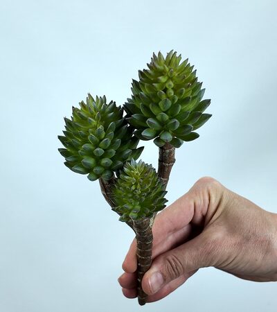 Crassula Tetragona Skulent