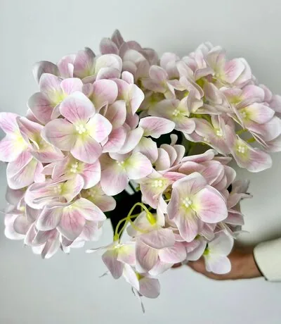Islak Ortanca Soft Pembe
