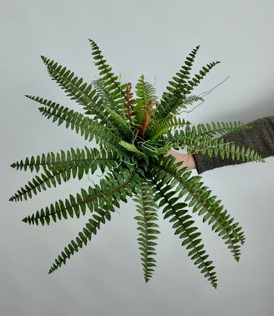 Kaliteli Fujer Islak