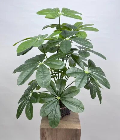 Schefflera (Şeflera) &Ccedil;i&ccedil;eği &Ccedil;eşitleri ve Fiyatları