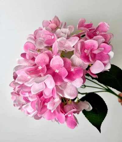 Islak Ortanca Pembe