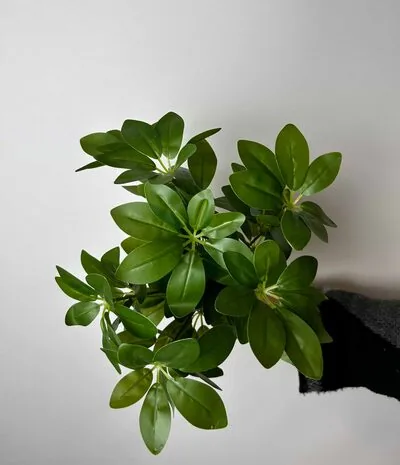 Schefflera (Şeflera) &Ccedil;i&ccedil;eği &Ccedil;eşitleri