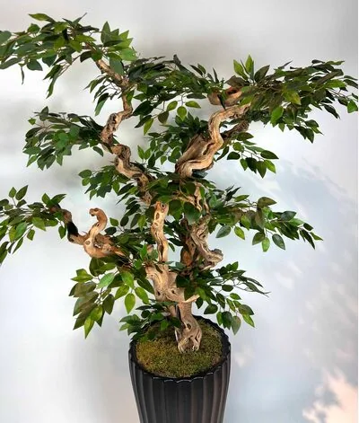 Yapay Ficus Bonzai Ağacı yaprak g&ouml;r&uuml;n&uuml;m&uuml;