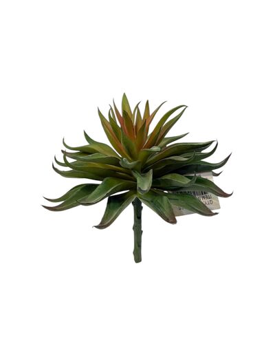 Prince Echevieria Sukulent