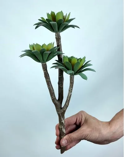 Sedum Minor Blam Sukulent
