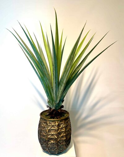 Aloe Vera Ağacı Modelleri detay fotoğrafı