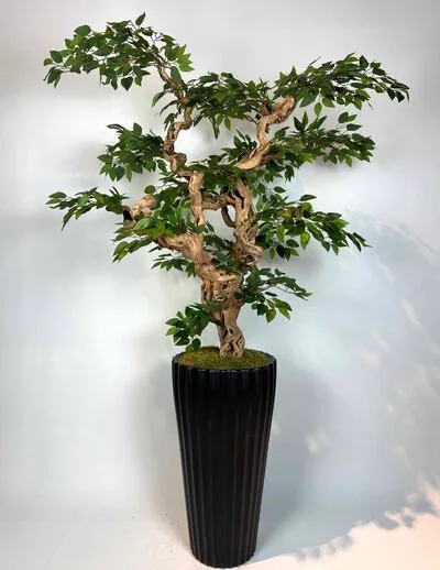 Yapay Ficus Bonzai Ağacı genel g&ouml;r&uuml;n&uuml;m&uuml;