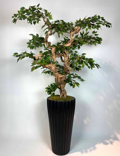 Yapay Ficus Bonzai Ağacı genel görünümü