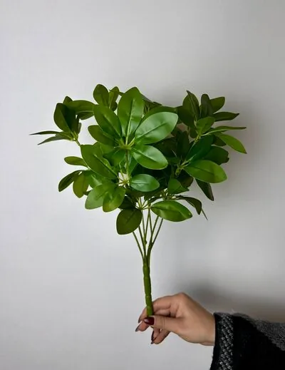 Schefflera (Şeflera) &Ccedil;i&ccedil;eği