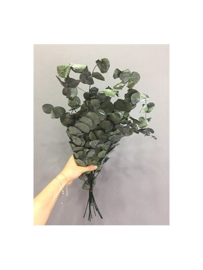 Şoklanmış Okaliptus Yaprak Kurutulmuş Okaliptus