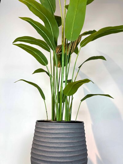 Strelitzia nicolai Yapay Ağaç gövde detayı