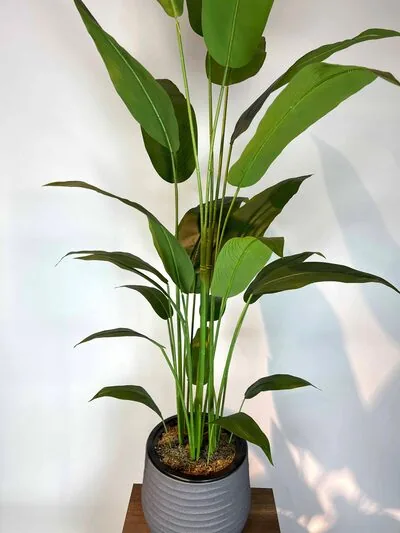 Strelitzia nicolai Yapay Ağa&ccedil; &uuml;stten g&ouml;r&uuml;n&uuml;m&uuml;