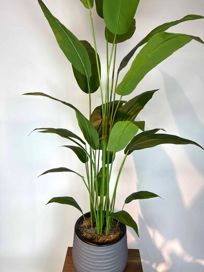 Strelitzia nicolai Yapay Ağaç üstten görünümü