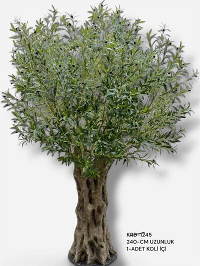 Doğal G&ouml;vdeli Zeytin Ağacı