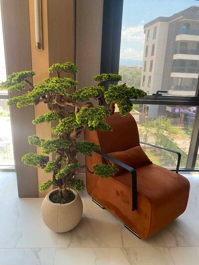 Fuji Bonzai Ağacı Detay Fotoğrafı