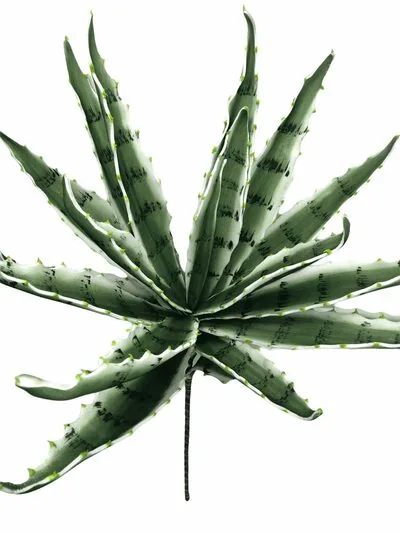 Aloe Vera Eva Yapay &Ccedil;i&ccedil;ek