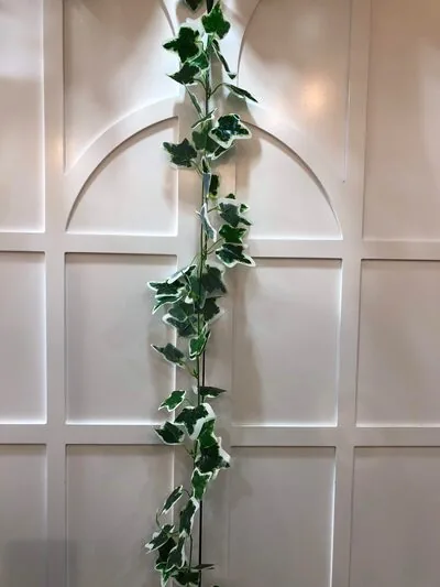 Yeşil Beyaz Hedere Sarmaşık
