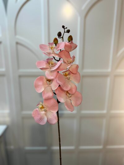 pembe orkide