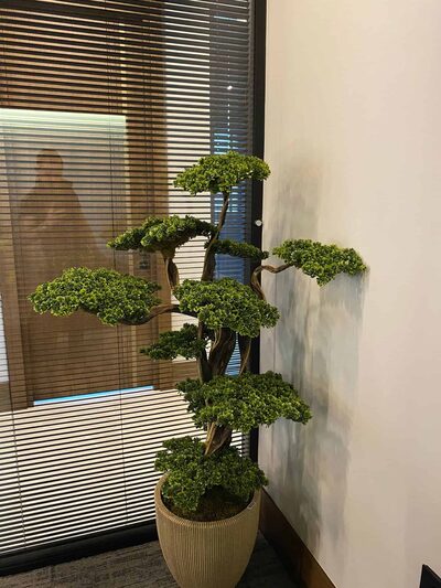 Fuji Bonzai Ağacı Ofis İçi Görseli