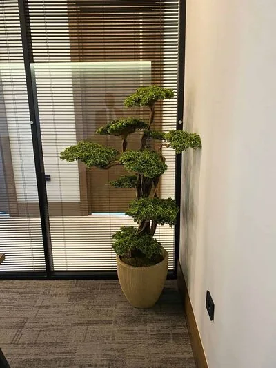 Fuji Bonzai Ağacı Detay Fotoğrafı