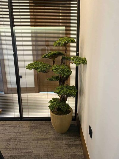 Fuji Bonzai Ağacı Detay Fotoğrafı