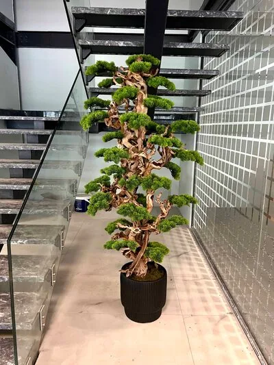 2 metre Bonzai Detay Fotoğrafı