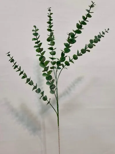 ucuz okaliptus