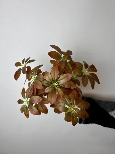 Schefflera (Şeflera) &Ccedil;i&ccedil;eği &Ccedil;eşitleri Kahve