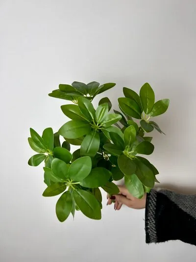 Schefflera (Şeflera) &Ccedil;i&ccedil;ekli