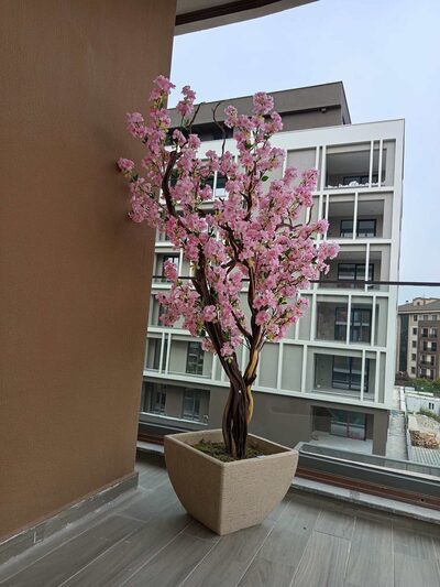 Premium Yapay Sakura Ağacı Uzak Çekim Fotoğrafı