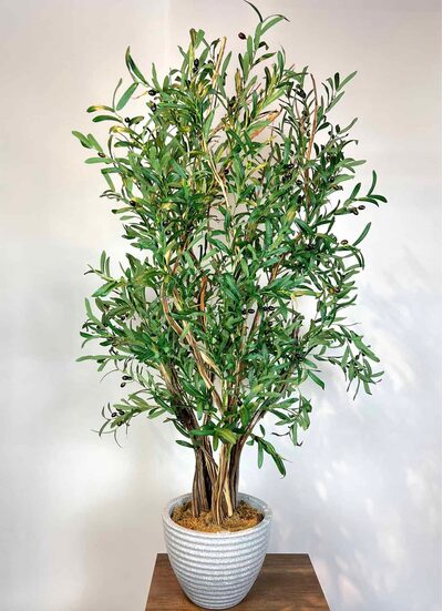 Bonzai Gövdeli Zeytin Ağacı Detay Fotoğrafı