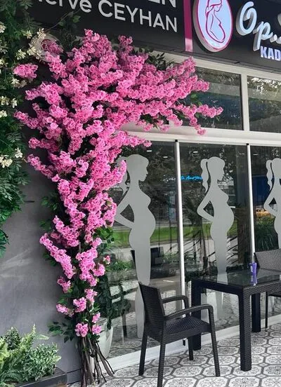Kiraz &Ccedil;i&ccedil;eği Dış Mekan S&uuml;slemesi Yakın G&ouml;r&uuml;n&uuml;m&uuml;