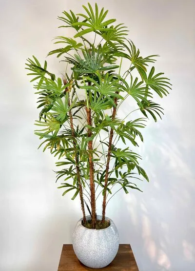 Yapay Rhapis Palmiyesi Detaylı Fotoğrafı