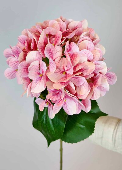 Pembe Islak Ortanca