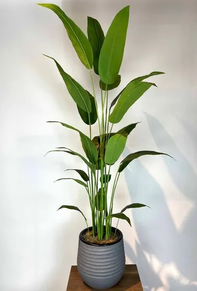 Strelitzia nicolai Yapay Ağa&ccedil; Detaylı Fotoğrafı