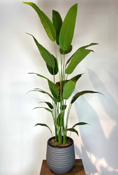 Strelitzia nicolai Yapay Ağaç Detaylı Fotoğrafı