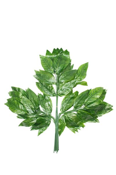 ceviz yaprağı