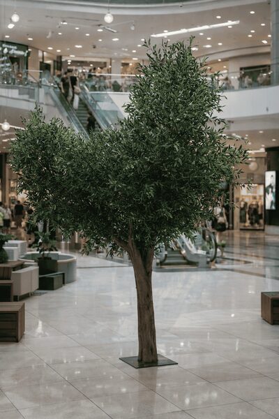 büyük zeytin ağacı detay fotoğrafı