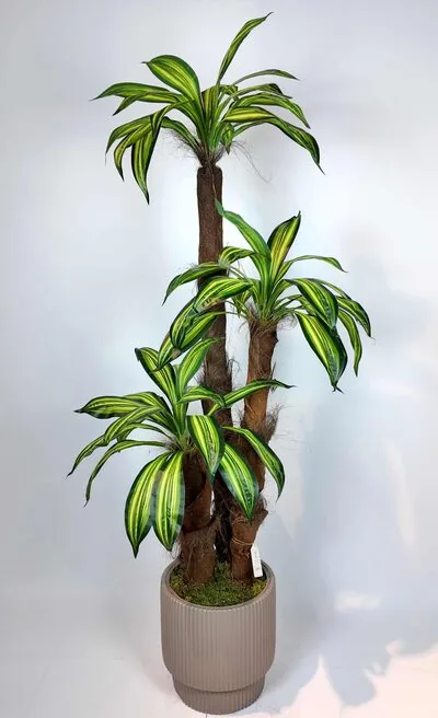 Yeşil Yapraklı 3 G&ouml;vdeli Drecania Ağacı tam g&ouml;r&uuml;n&uuml;m