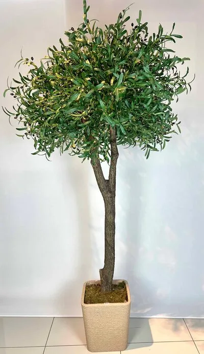 2.5 mt Zeytin Ağacı Detaylı Fotoğrafı