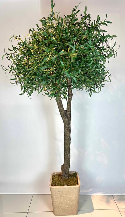 2.5 mt Zeytin Ağacı Detaylı Fotoğrafı